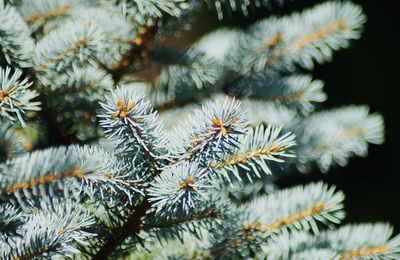 Low angle view of pine tree