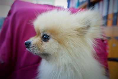 Close-up of dog looking away