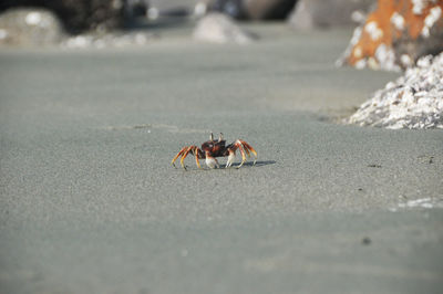 Close-up of crab on beach