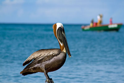 Brown pelican gazing at green fishing boat,, st kitts and nevis