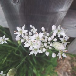 Close-up of white flowers