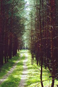 Walkway amidst trees in forest