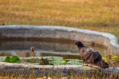 Birds perching on a land