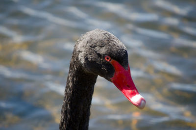 Close-up of swan on lake