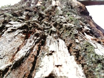 Close-up of tree trunk