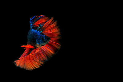 Close-up of siamese fighting fish over black background