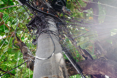 View of an animal on tree