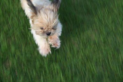 High angle view of dog running in grass