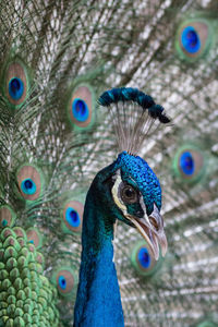 Close-up of peacock