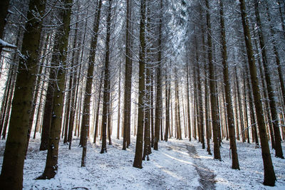 Pine trees in forest during winter