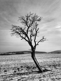 Bare tree on landscape against sky