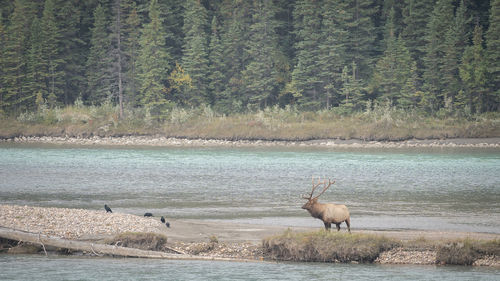 Male elk standing in the middle of river in canadian wilderness, jasper np, canada