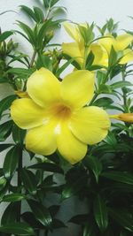 Close-up of yellow flowers