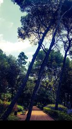 Trees in forest against sky