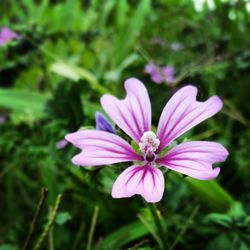 Close-up of pink flowers