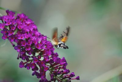 Close-up of bee pollinating on purple flower