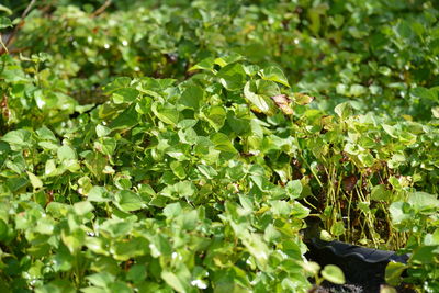 plant