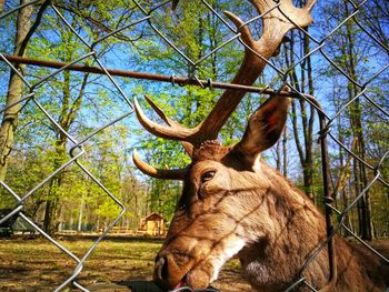 View of deer on land