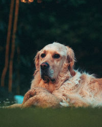 Portrait of dog looking away