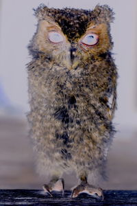 Portrait of owl perching on wood