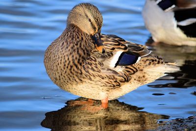 Close-up of duck perching in water