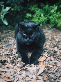 Portrait of a cat on field