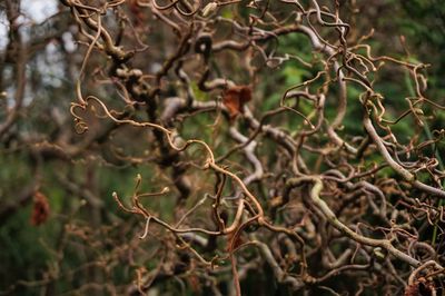 Close-up of plant growing outdoors