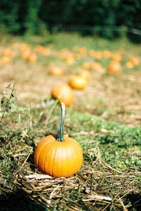 Close-up of pumpkins on field