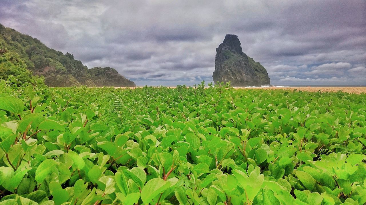 beauty in nature, nature, green color, growth, scenics, sky, cloud - sky, rural scene, landscape, no people, outdoors, tranquil scene, agriculture, field, day, mountain, freshness, lush - description