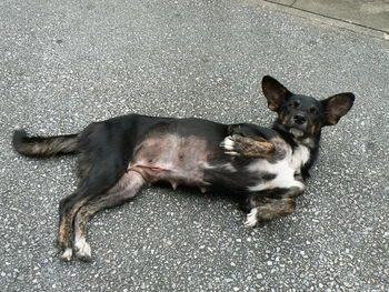High angle portrait of dog relaxing on road