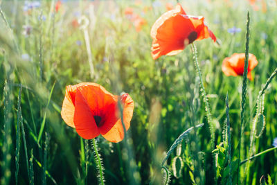 Close-up of orange poppy flower on field