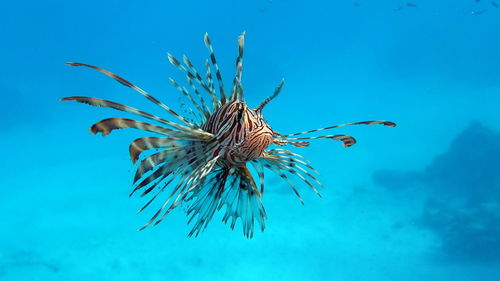 Lion fish in the red sea in clear blue water hunting for food .