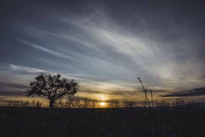 Silhouette trees on field against sky during sunset