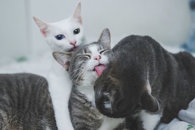 Close-up of cats caring each other 