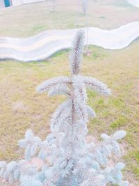 High angle view of feather on field