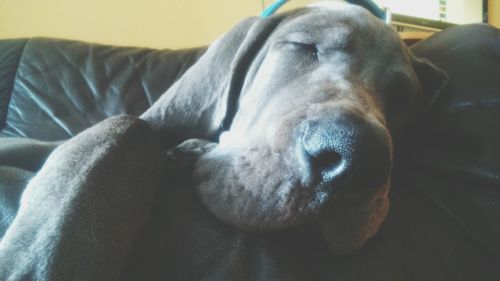 Close-up of dog lying on sofa