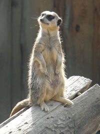 Meerkat standing on tree trunk