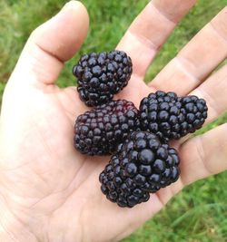 Blackberry fruits in the hand
