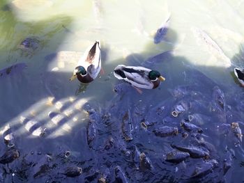 High angle view of mallard ducks with fishes swimming in lake
