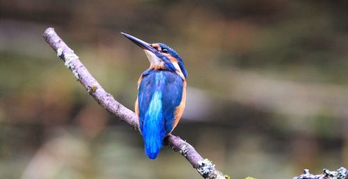 A kingfisher looking up