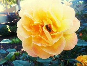 Close-up of yellow rose blooming outdoors