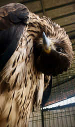 Close-up of eagle in cage at zoo