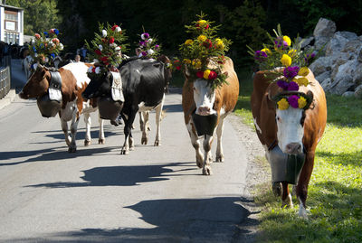 View of horses on plants