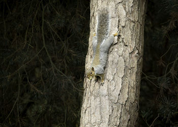 Close-up of lizard on tree trunk