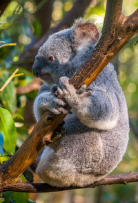 Close-up of a squirrel on tree