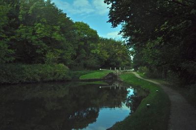 Reflection of trees in water