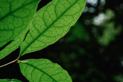 Close-up of green leaves