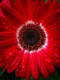 Full frame shot of red flower