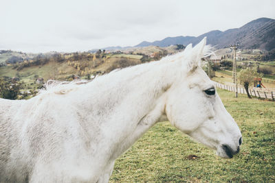 Close-up of white horse on field against sky