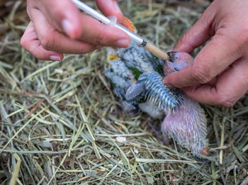 Hands of veterinarian feeding chick with injection